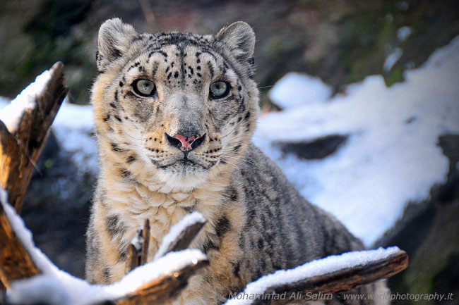 Snow Leopard